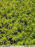 Ulex Densus